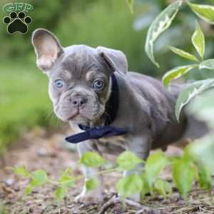 Moore, French Bulldog Puppy